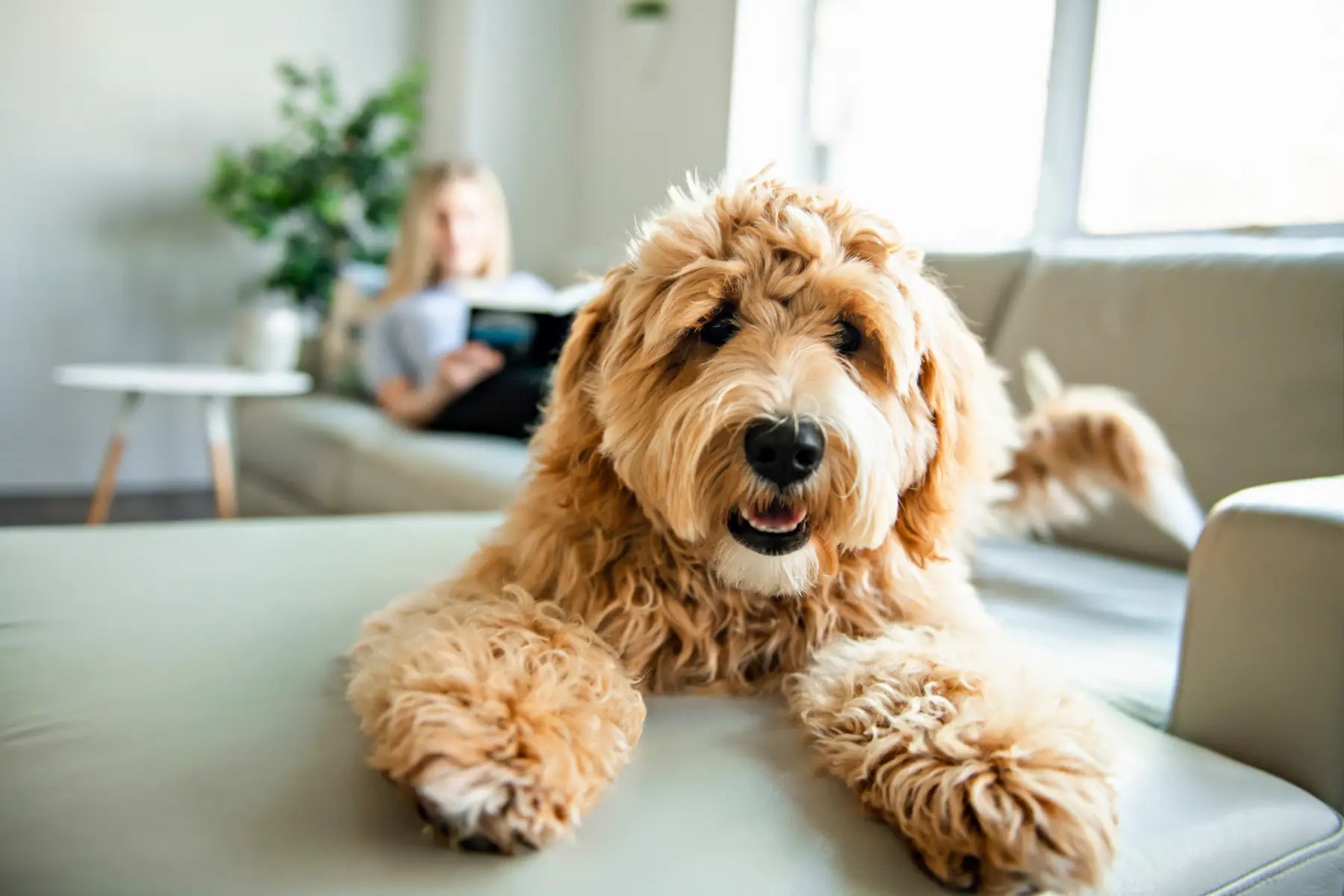 Is Perfume Bad for Dogs? A Guide for Pet Lovers