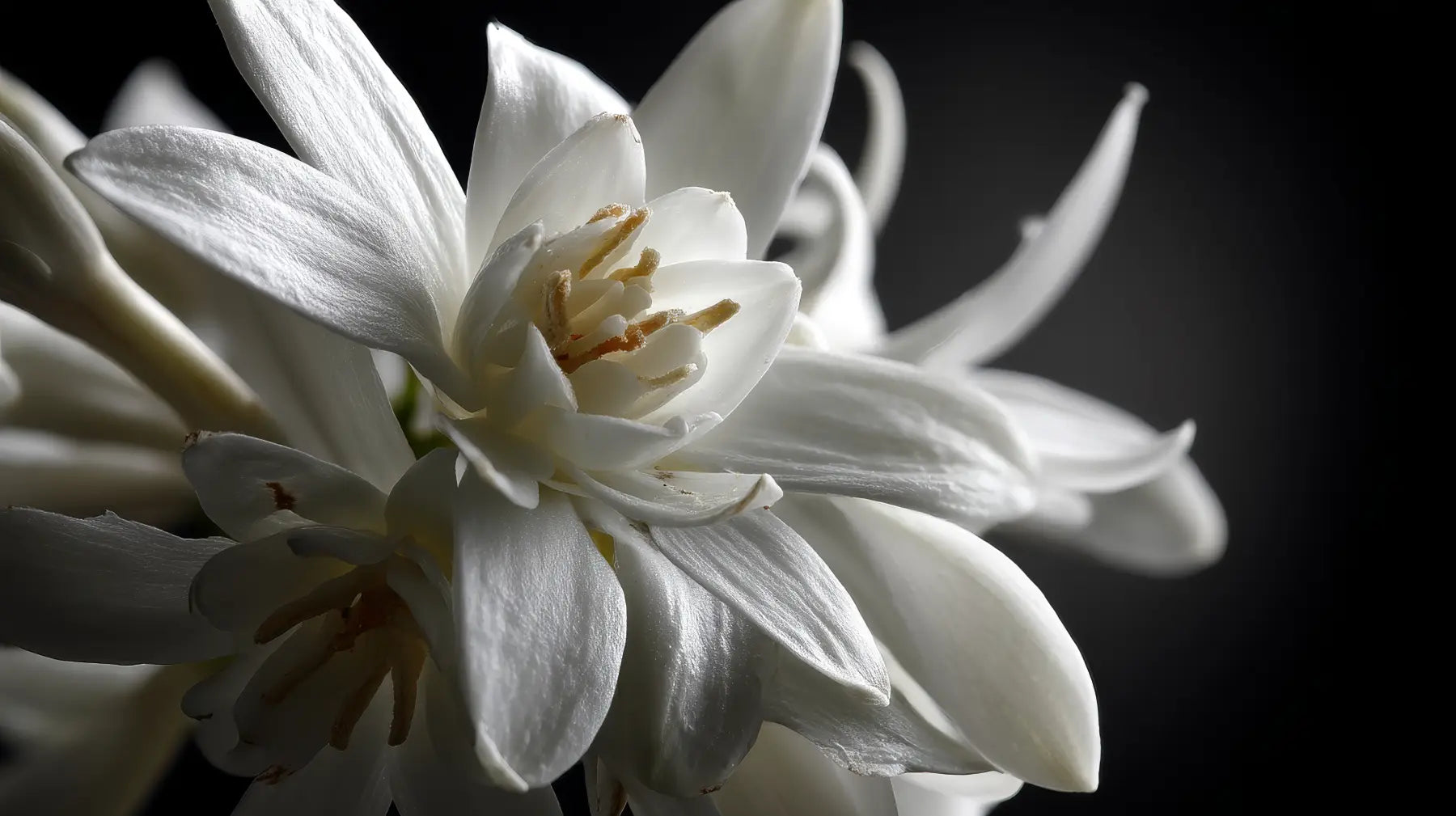 What Does Jasmine Smell Like?