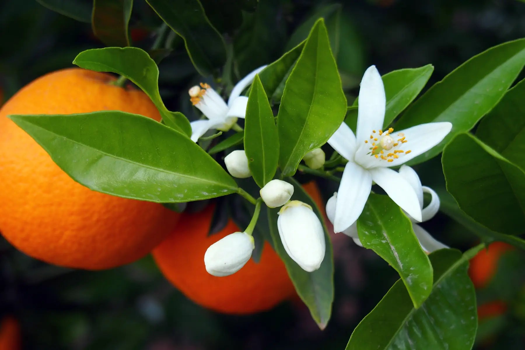 What Does Orange Blossom Smell Like? A Scent That's Familiar, Yet Elevating
