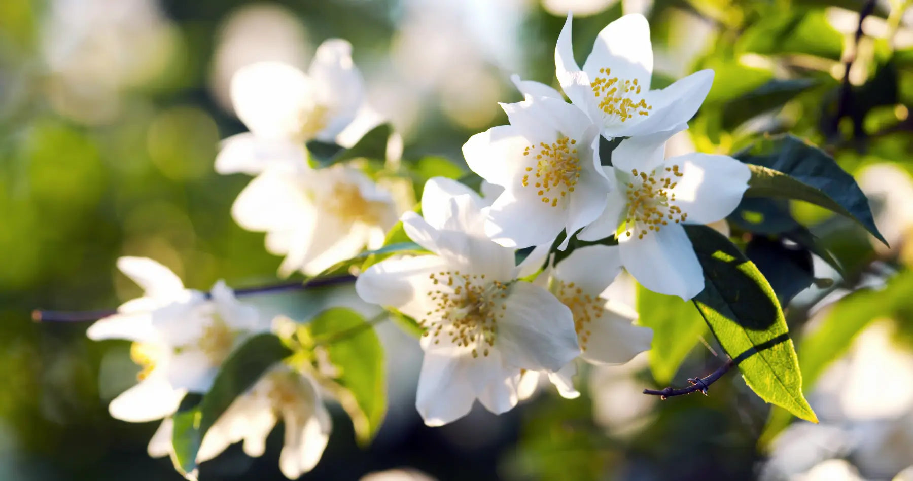 What does Tuberose Smell Like? The Real Scoop on this Iconic White Floral