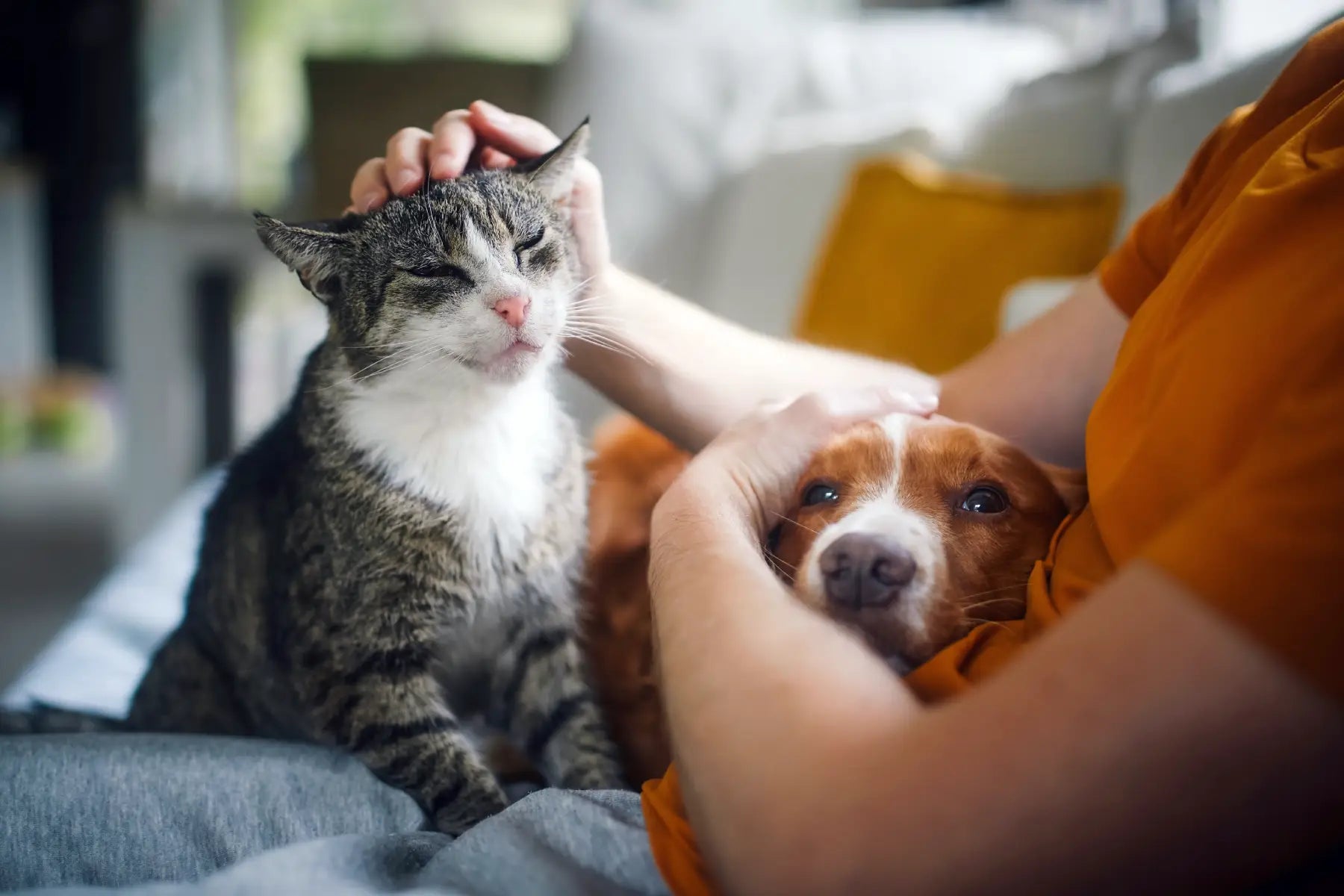 Is Perfume Safe for Cats? A Guide to Not Losing Sleep Over Scent