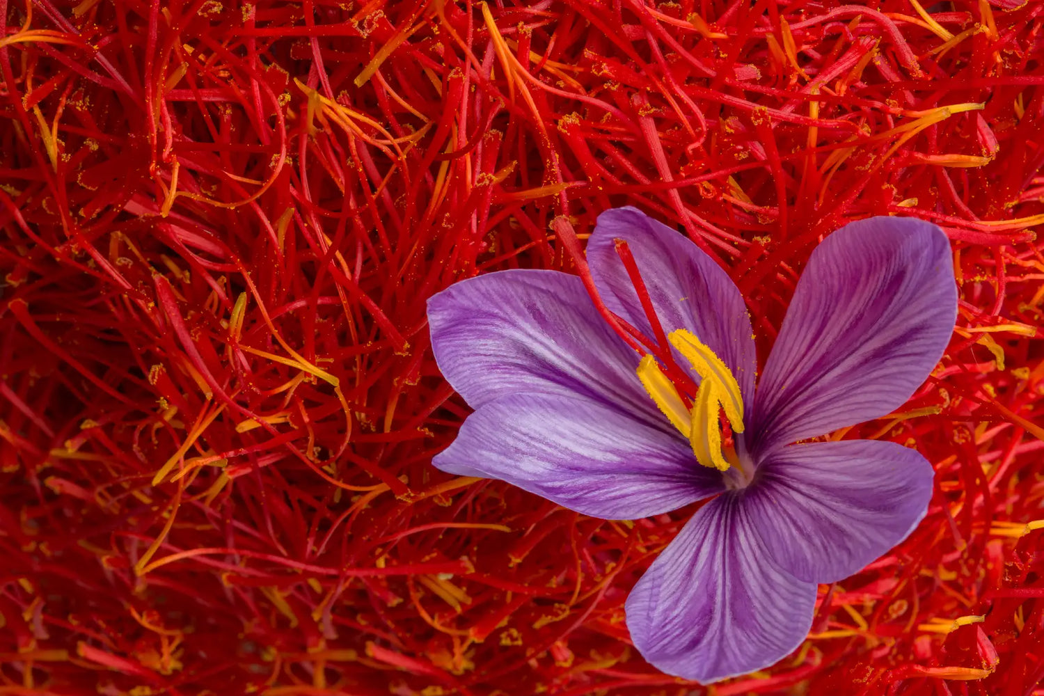 What does Saffron Smell Like? Unpeeling the mystery of that Golden Spice