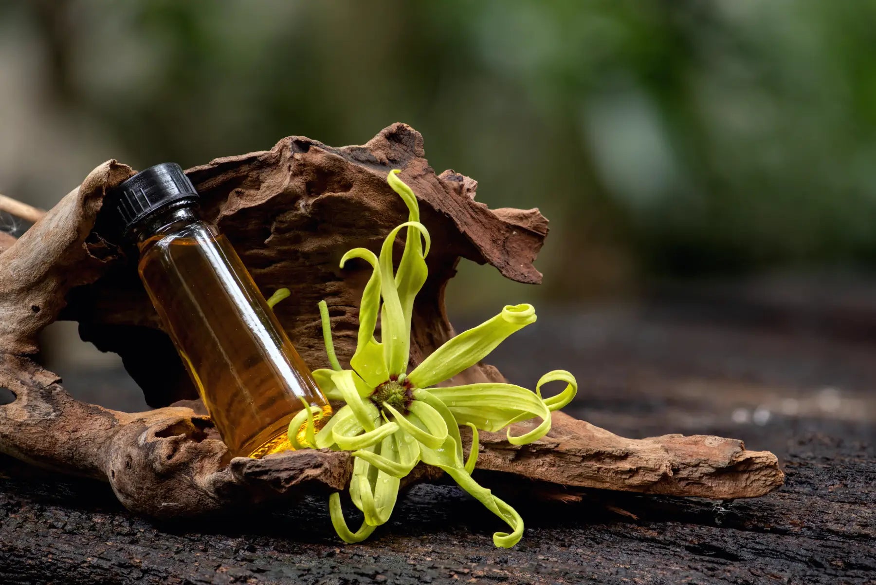 What Does Ylang Ylang Smell Like?
